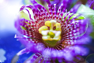 Close-up of a beautiful Passion Fruit flower in pink and yellow, Kilauea, Island of Hawaii, Hawaii, United States of America