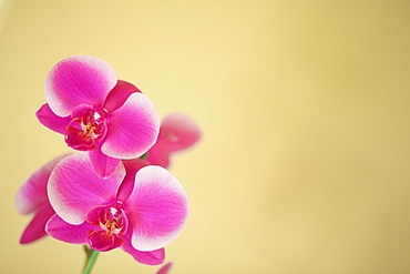 Pink orchids on a golden background, Hawaii, United States of America