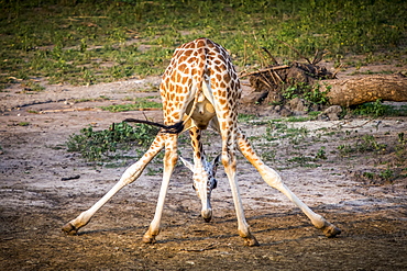 A Giraffe (Giraffa) In An Awkward Position With Legs Sprawled, Murchison Falls National Park, Uganda