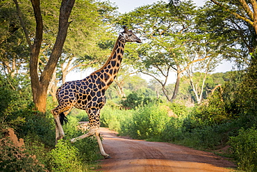 A Giraffe (Giraffa) Crossing A Road, Murchison Falls National Park, Uganda