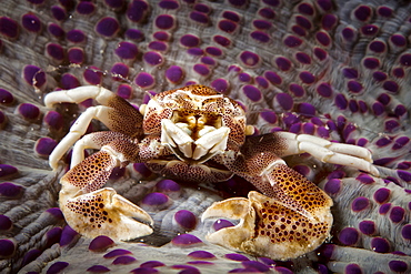 Spotted Porcelain Crab (Porcellana Sayana) On Top Of Anenome, Moalboal, Cebu, Central Visayas, Philippines