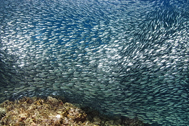 Large School Of Sardines, Moalboal, Cebu, Central Visayas, Philippines