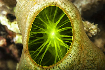 View Inside Coral, Anda, Bohol, Central Visayas, Philippines