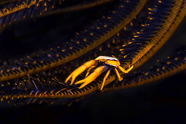 Crinoid Squat Lobster (Allogalathea Elegans), Moalboal, Cebu, Central Visayas, Philippines