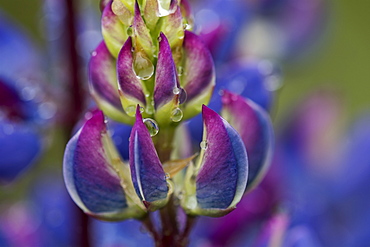 Colourful Lupine (Lupinus) Blooms, Astoria, Oregon, United States Of America