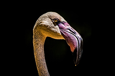 Close-Up Of Chilean Flamingo (Phoenicopterus Chilensis) Head Against A Black Background, Iguazu Falls, Parana, Brazil