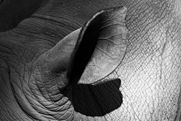 Close-Up Of Shadowed White Rhinoceros (Ceratotherium Simum) Ear, Cabarceno, Cantabria, Spain