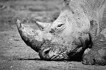 Close-Up Of Muddy White Rhinoceros (Ceratotherium Simum) Head, Cabarceno, Cantabria, Spain