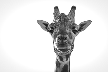 Close-Up Of Giraffe (Giraffa Camelopardalis) Looking At Camera, Cabarceno, Cantabria, Spain