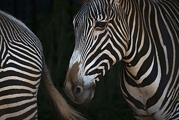 Close-Up Of Grevy's Zebra (Equus Grevyi) Head And Hindquarters, Cabarceno, Cantabria, Spain