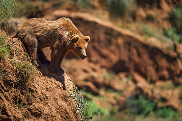 Brown Bear (Ursus Arctos) Leaning Out Over Rocky Slope, Cabarceno, Cantabria, Spain