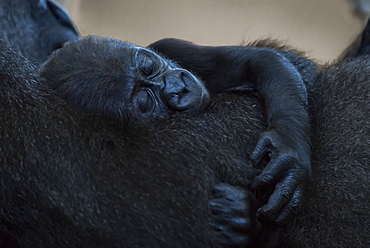 Baby Western Lowland Gorilla (Gorilla Gorilla Gorilla) Asleep In Arms Of Mother, Cabarceno, Cantabria, Spain