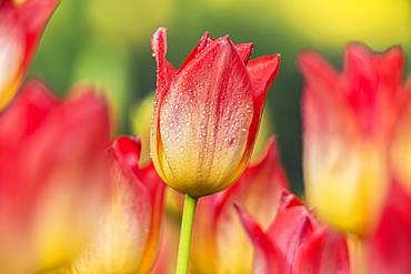 Triumph Tulips (Tulipa), 'apertif' Liliaceae, New York Botanical Garden, Bronx, New York, United States Of America