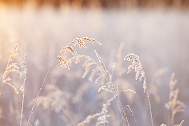 Frosty Tall Grasses, Kachemak Bay, Homer, Alaska, United States Of America