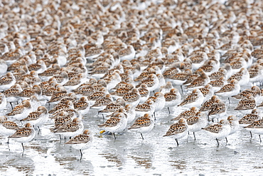 A Large Flock Of Small Birds Standing On One Leg With Spotted Plumage On Their Wings, Cordova, Alaska, United States Of America