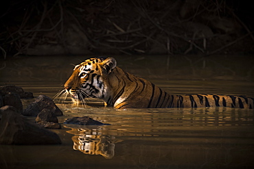 A Bengal Tiger (Panthera Tigris Tigris) In The Sunlight In A Water Hole Shrouded In Dark Shadows, Chandrapur, Maharashtra, India