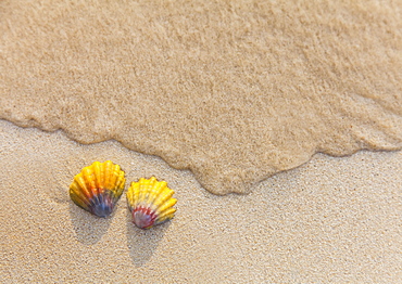 A Set Of Two Rare Hawaiian Sunrise Scallop Seashells, Also Known As Pecten Langfordi, In The Sand At Lanikai Beach, Honolulu, Oahu, Hawaii, United States Of America