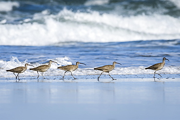 Whimbrels (Numenius Phaeopus) Look For Sand Crabs On The Beach In Oregon, Newport, Oregon, United States Of America