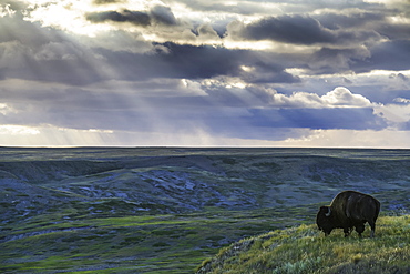 A Lone Bison (Bison Bison) Grazes On The Buttes Of Grasslands National Park, Saskatchewan, Canada