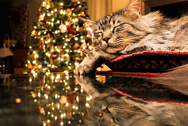 Maine Coon Cat Sleeps In Basket, Reflecting With Christmas Tree Lights On Granite Kitchen Counter, Anchorage, Alaska, United States Of America