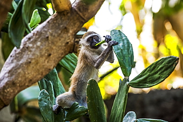 Samango Monkey (Cercopithecus Albogularis) Also Known As Sykes' Monkey In Ibo Island, Quirimbas National Park, Cabo Delgado, Mozambique