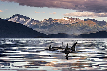 Orca Whales (Orcinus Orca) Surface Near Juneau In Lynn Canal, Inside Passage, With The Coast Range In The Background, Alaska, United States Of America