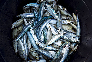 Fresh Fish For Sale On Vilanculos Beach, Bazaruto Archipelago, Mozambique