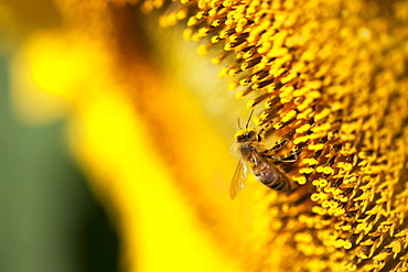 Bee On Sunflower, Caldeon, Ontario, Canada