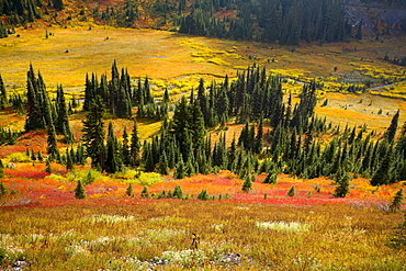 Autumn, Mount Rainier National Park, Washington, Usa