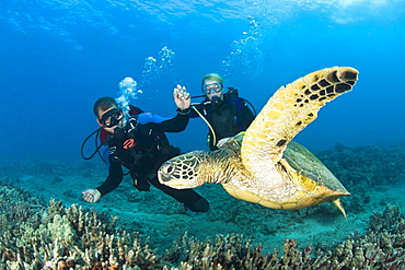 Green Sea Turtle Turtle Cleaning Station Near Makena State Park Maui Hawaii Usa