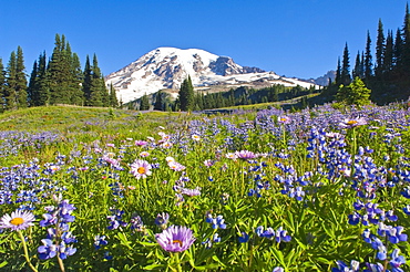 Wildflower Meadow, Mount Rainier National Park, Washington, Usa