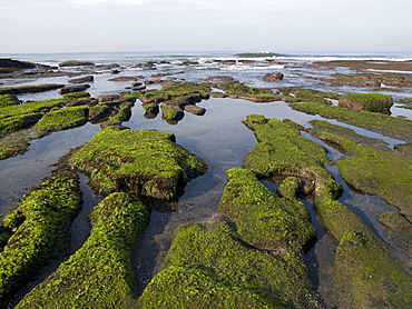 Moss Covered Ground Along The Coast Of Bali, Indonesia