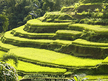 Rice Fields In Bali, Indonesia