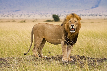 Lion (Panthera Leo), Masai Mara National Reserve, Kenya, Africa; Lion Growling