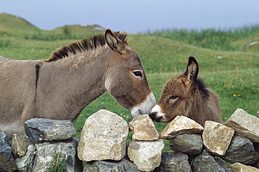 Donkeys By Stone Fence; Ballyconneely, County Galway, Ireland