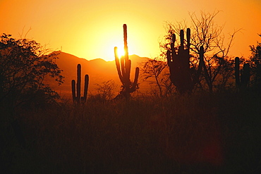 Sunset With Cactus Silhouette, Cabo San Lucas, Mexico