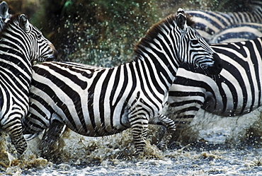 Zebras Splashing In River, Serengeti National Park, Tanzania, Africa