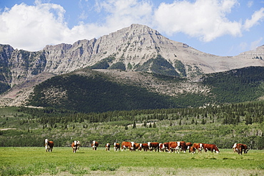 Cattle Grazing In Foothills, Alberta, Canada