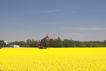 Alberta, Canada; Pump Jack In A Flowering Canola Field