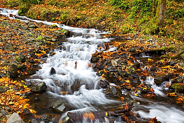 Columbia River Gorge National Scenic Area, Oregon, United States Of America; Wahkeena Creek In Autumn