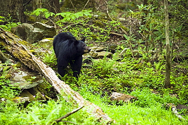 Tennessee, United States Of America; American Black Bear (Ursus Americanus) In The Lush Spring Forest In The Great Smoky Mountains National Park