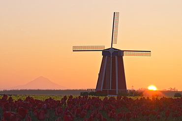 Woodburn, Oregon, United States Of America; Wooden Shoe Tulip Farm At Sunrise With Mount Hood In The Background