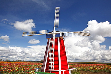 Woodburn, Oregon, United States Of America; Tulip Fields And A Windmill At Wooden Shoe Tulip Farm