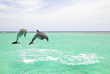 Roatan, Bay Islands, Honduras; Bottlenose Dolphins (Tursiops Truncatus) At Anthony's Key Resort In The Caribbean Sea