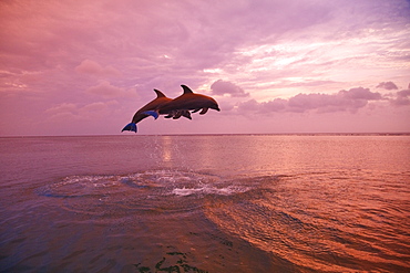 Roatan, Bay Islands, Honduras; Bottlenose Dolphins (Tursiops Truncatus) Jumping Together At Sunset In The Caribbean Sea