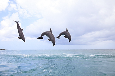 Roatan, Bay Islands, Honduras; Bottlenose Dolphins (Tursiops Truncatus) Jumping Together In The Caribbean Sea