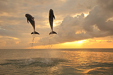 Roatan, Bay Islands, Honduras; Bottlenose Dolphins (Tursiops Truncatus) Jumping Together At Sunset In The Caribbean Sea