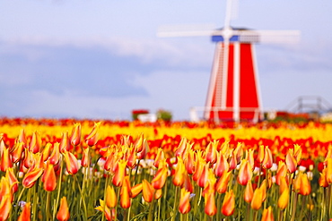 Woodburn, Oregon, United States Of America; A Field Of Tulips And A Windmill At Wooden Shoe Tulip Farm