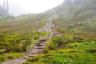 Washington, United States Of America; Fog Along A Trail In Mt. Rainier National Park