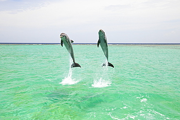 Roatan, Bay Islands, Honduras; Two Bottlenose Dolphins (Tursiops Truncatus) Jumping Out Of The Water At Anthony's Key Resort